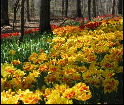 LPtulip.jpg